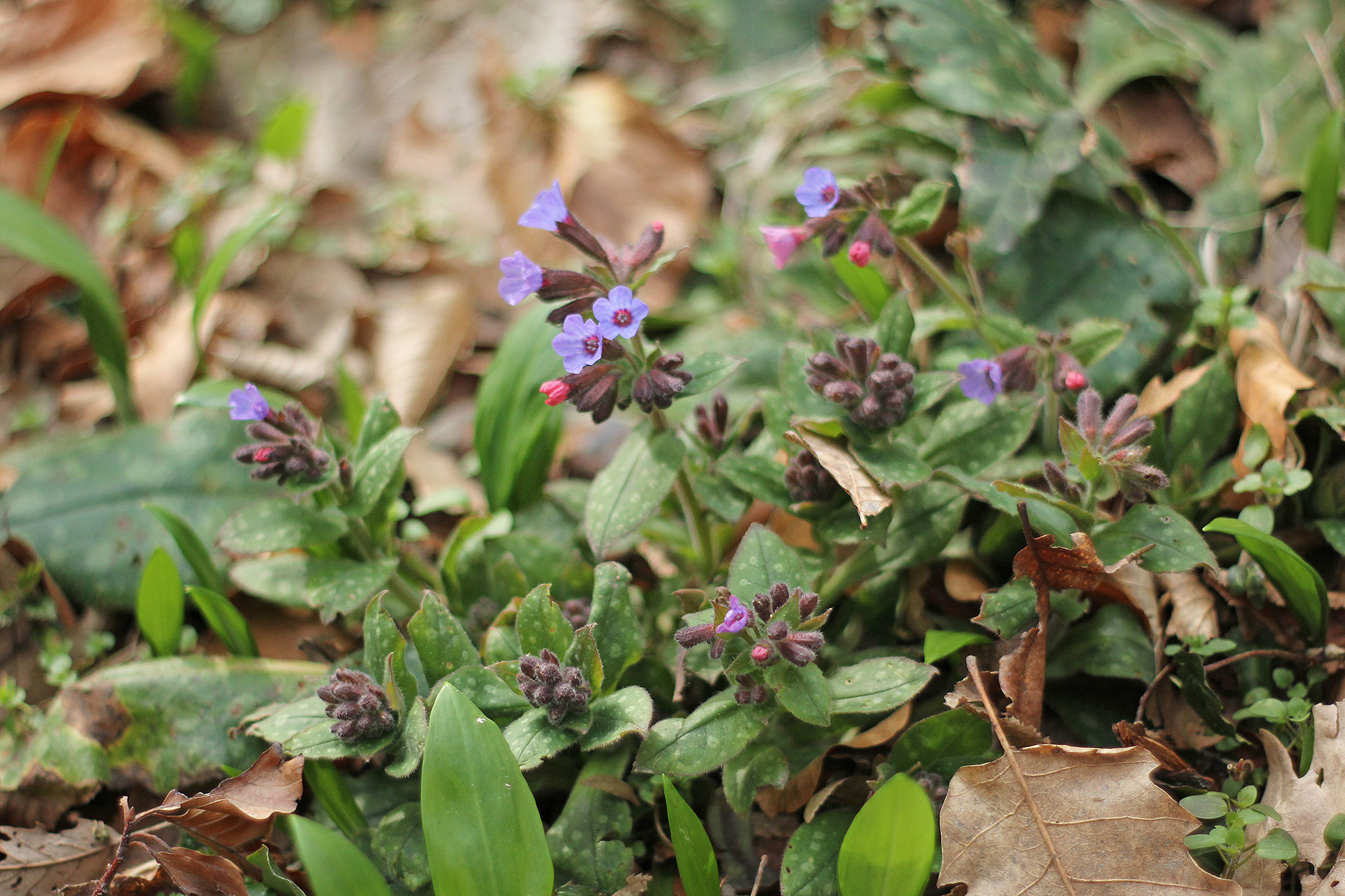 Tavaszi túra az Éger-völgyben